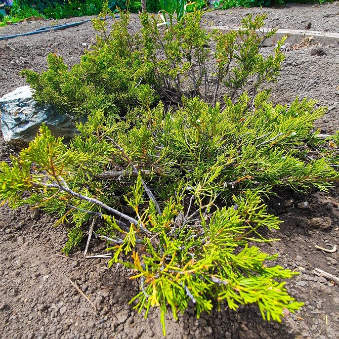 Ідея для клумби з використанням низькорослих хвойних рослин і декоративної мульчі.