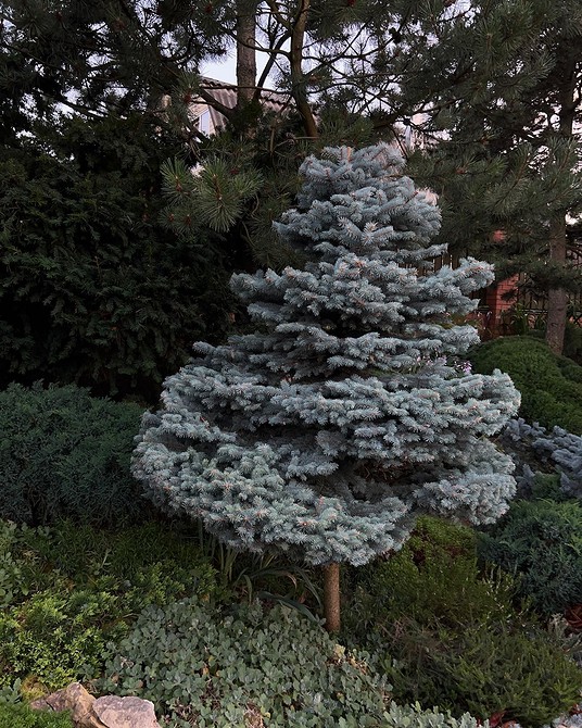 Приклад оформлення клумби з хвойниками та декоративними елементами