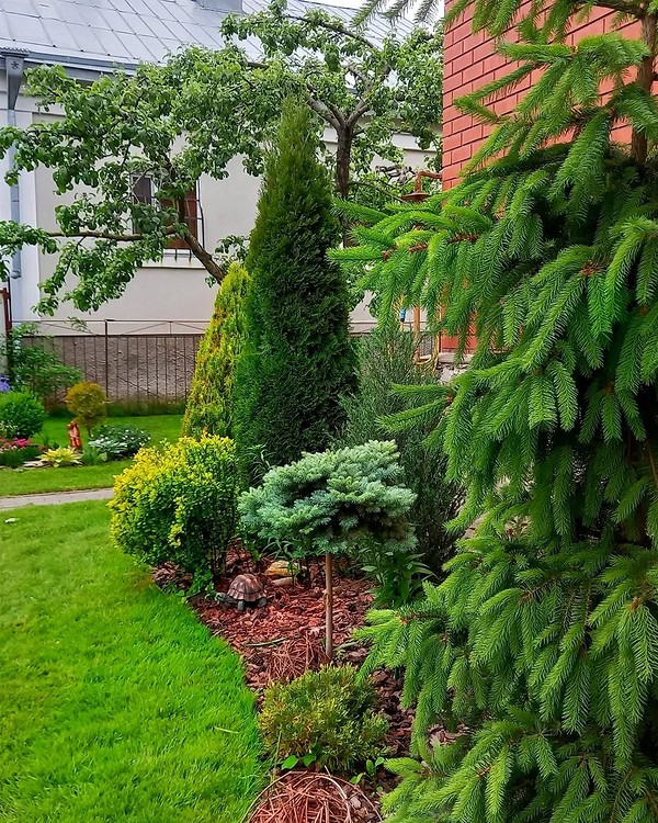 Різноманіття хвойних рослин для клумби: вибір для створення пишного саду