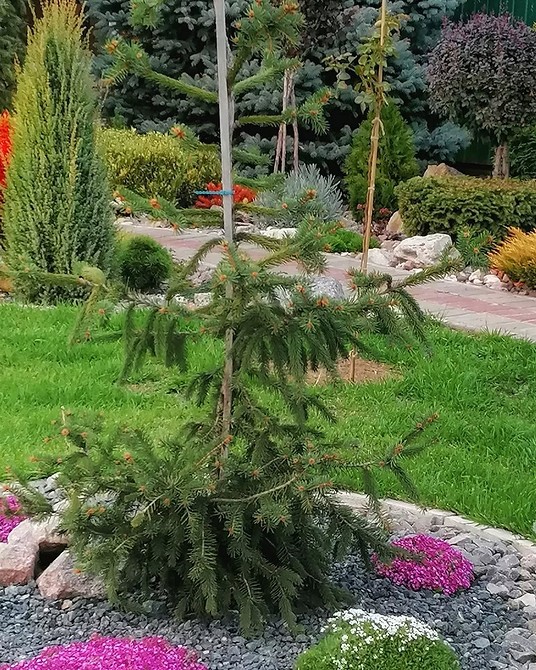 Ідеї оформлення клумби з хвойними: тіньовитривалі хвойні рослини в ландшафтному дизайні.