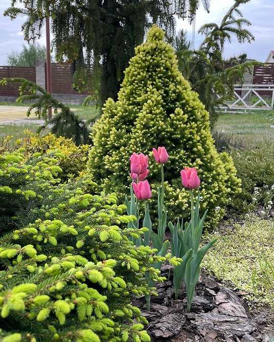 Клумба з хвойними рослинами: ідеї для натхнення у вашому саду 2026