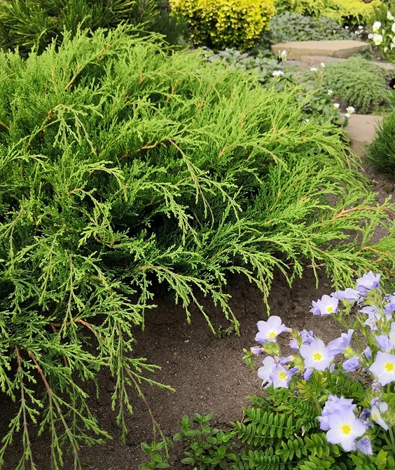Дизайн клумби з використанням хвойних рослин, засухостійких рослин та декоративних елементів, вічнозелені рослини
