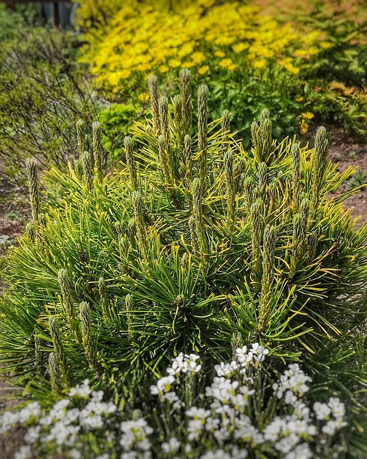 Приклад клумби з хвойними рослинами та декоративною корою для утримання вологи.