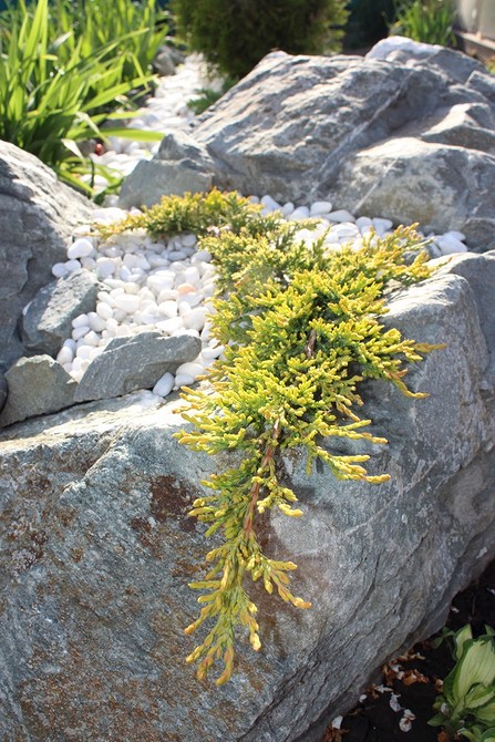 Дизайн клумби з хвойними: гармонійне поєднання рослин для вашого саду 2026