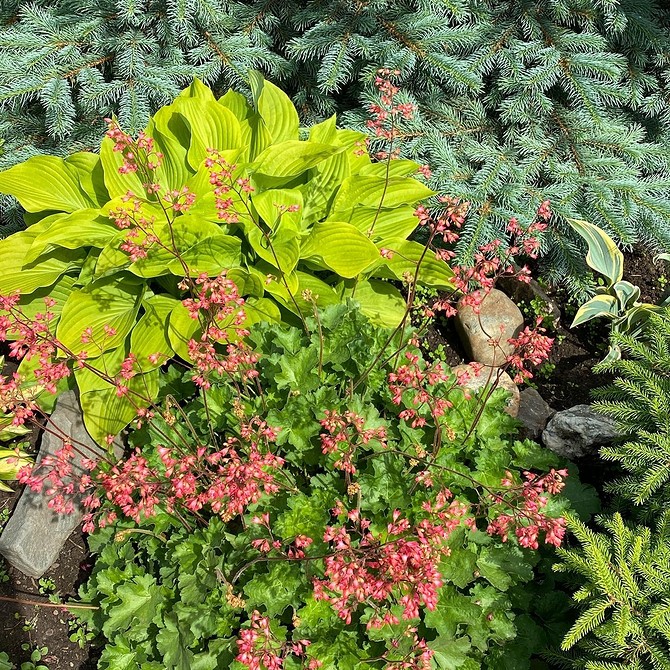 Хвойні та багаторічники Клумба з хвойними та багаторічними рослинами для саду – ідеальне рішення для невеликої ділянки.