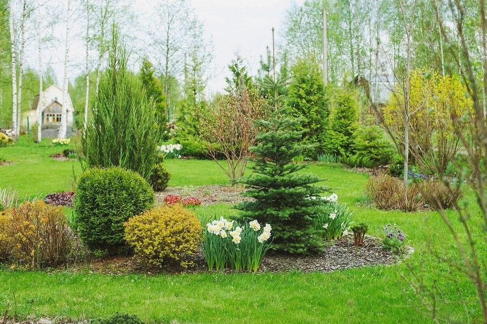 Дизайн рокарію з хвойними рослинами для невеликого саду: натхнення 2026