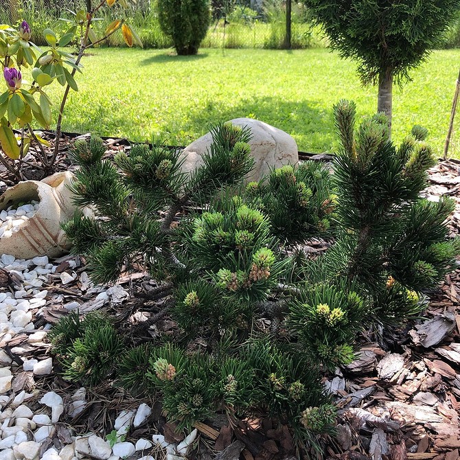 Креативне оформлення клумби з хвойними, використовуючи різні текстури та відтінки зеленого.