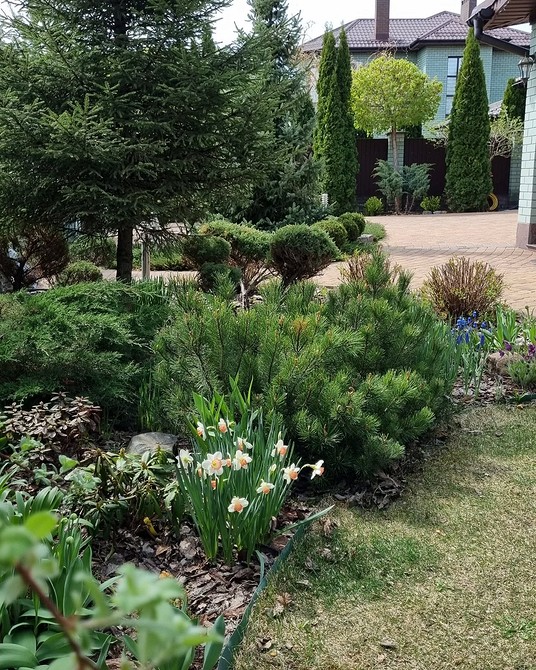 Створення клумби з хвойними рослинами: покрокова інструкція та корисні поради