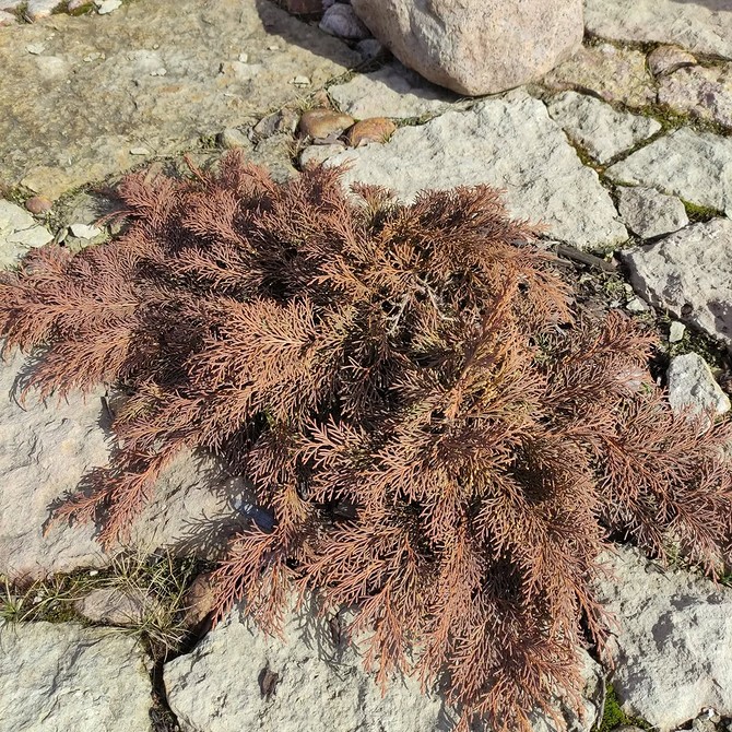 Дизайн клумби з хвойними рослинами: ідеї та поєднання для створення красивого саду.