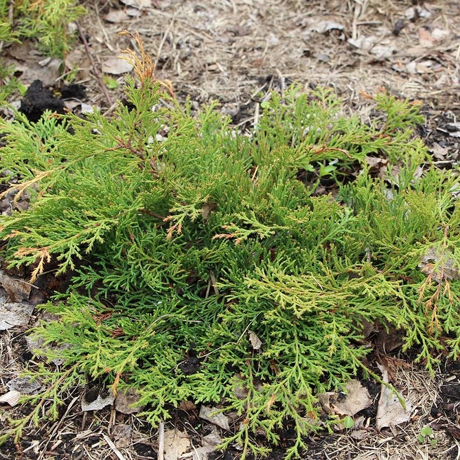 Низькорослі хвойні рослини для клумби: різноманітні форми та кольори, вічнозелені рослини, засухостійкі рослини