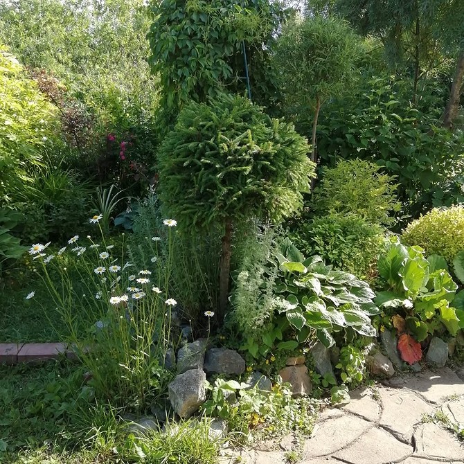 Хвойна клумба своїми руками: покрокова інструкція та ідеї — Клумби з хвойними рослинами та квітами