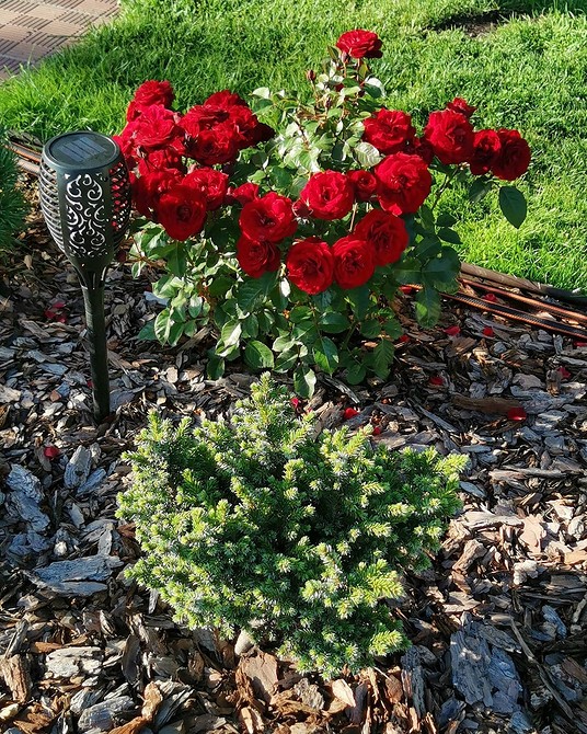 Креативні ідеї для клумби з хвойними: використовуйте різні форми та кольори хвої.