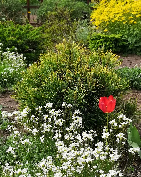 Карликова ялинка Коніка в ландшафтному дизайні: створення гармонійної клумби з хвойними акцентами.