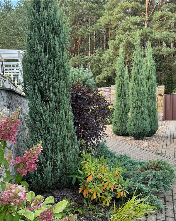 Клумба з хвойними: гармонійне поєднання вічнозелених рослин та квітів у ландшафтному дизайні саду