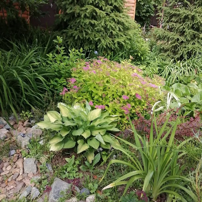 Хвойна клумба з квітами Дизайн клумби з хвойними рослинами та квітами – ідея для ландшафтного дизайну 2026.