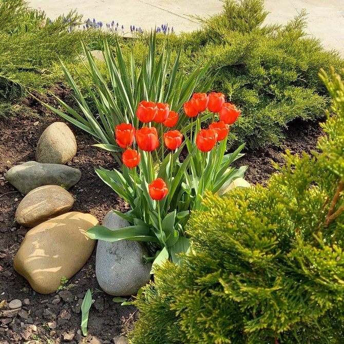 Дизайн клумби з хвойними: вдалі приклади використання хвойних для невеликих садів у 2026 році.