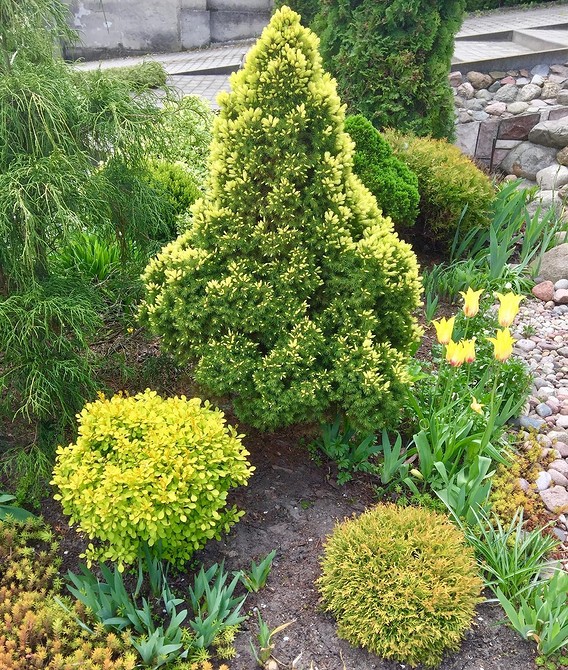 Варіанти оформлення клумби з хвойними: стильні рішення для будь-якого саду.