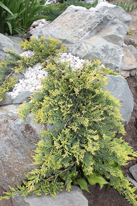 Клумба з хвойними рослинами: ідеї оформлення та поєднання для пишного саду