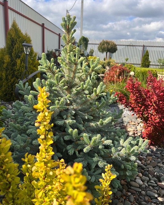 Хвойна клумба: ідеї Клумба з хвойними рослинами та квітами: красиві ідеї для ландшафтного дизайну