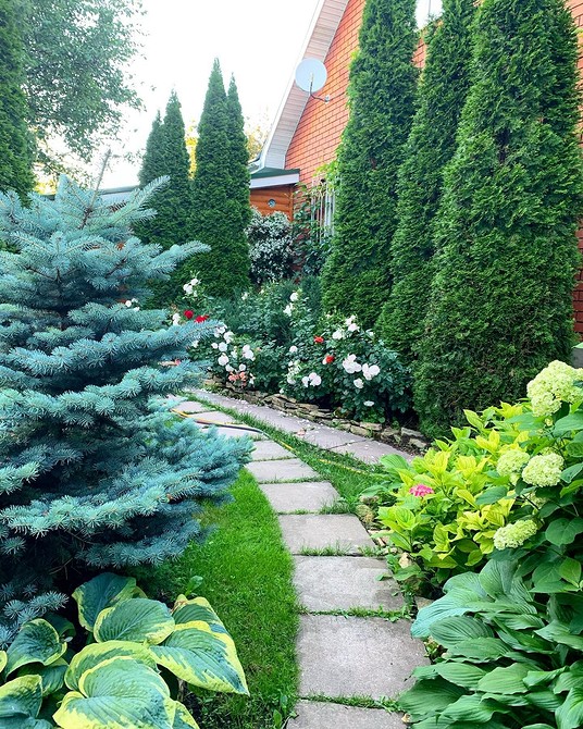 Хвойна клумба своїми руками Оригінальна хвойна клумба своїми руками: покрокова інструкція та надихаючі ідеї.