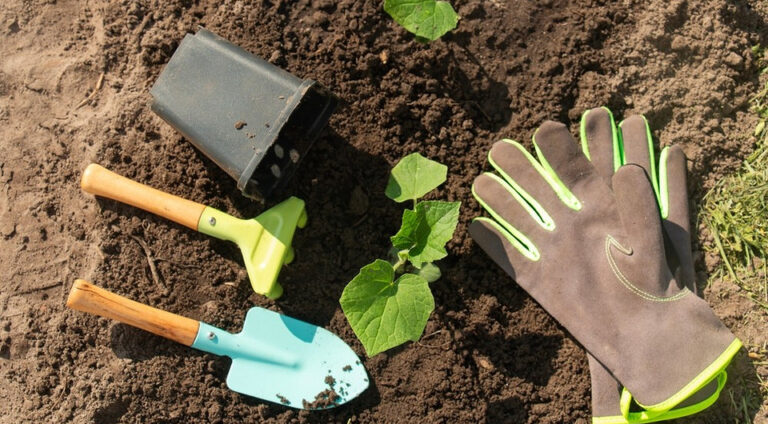 Вирощування огірків у теплиці: поради для щедрого врожаю у квітні 2026 року. — Вирощування огірків в теплиці 2026