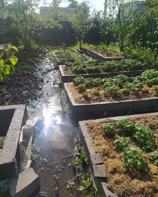 Профілактика гниття кабачків: важливість правильного догляду та захисту від заморозків 2026
