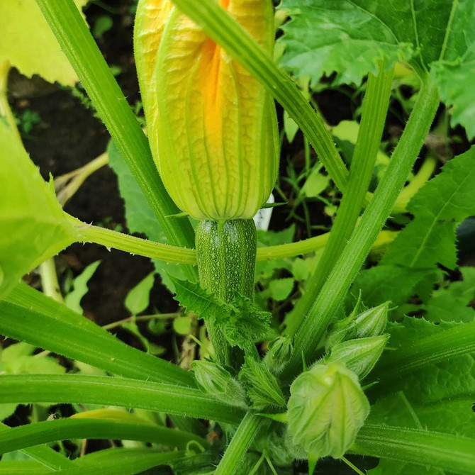 Хворий кабачок: гниль на плодах, як боротися з хворобою.