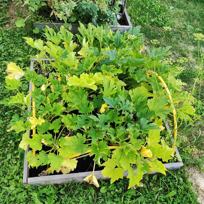 Згнилий кабачок на городі: вологість ґрунту і хвороби.