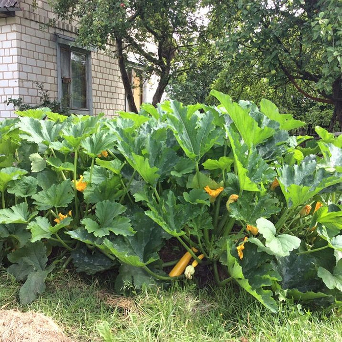 Здорові кабачки: профілактика гниття та вибір стійких сортів для городу.