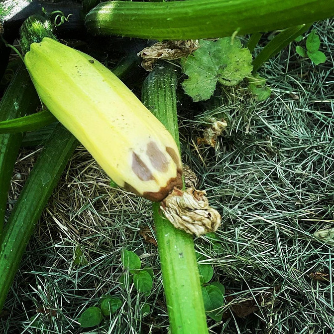 Гниття кабачків у відкритому грунті: поради щодо захисту та профілактики захворювання.