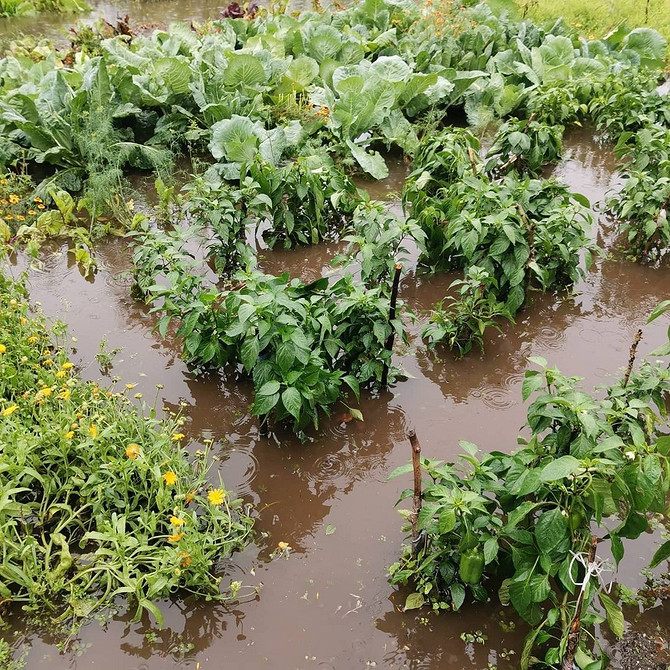 Вирощування кабачків 2026: захист від холодної погоди та гниття плодів на городі