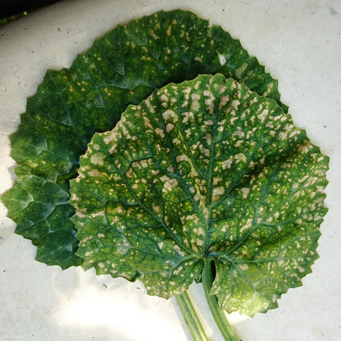 Як врятувати кабачки від гнилі: ефективні поради та перевірені методи боротьби.