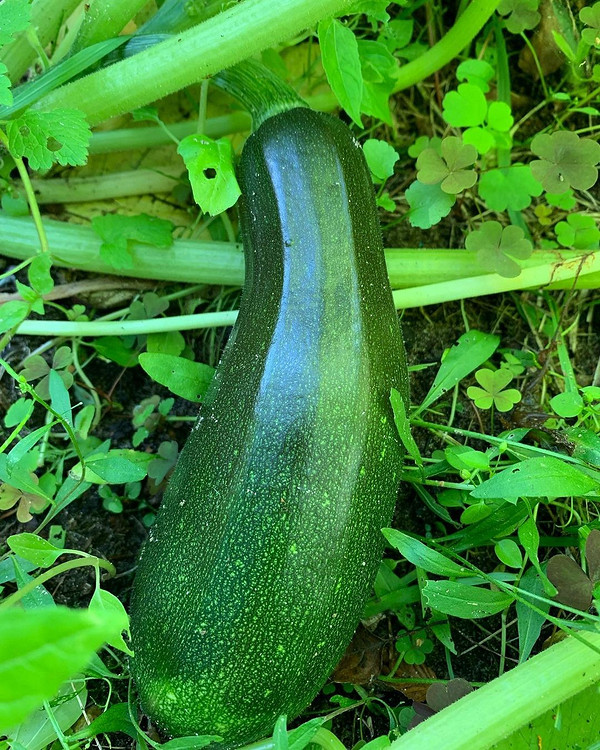 Хворі кабачки в городі: як розпізнати та врятувати урожай від гнилі