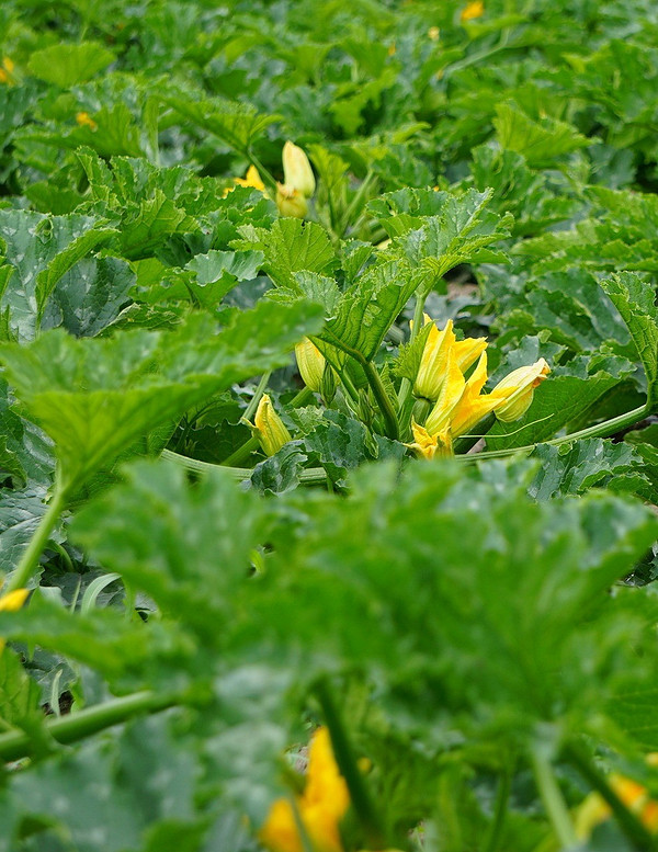 Гниття кабачків: причини у відкритому ґрунті та методи боротьби з проблемою.