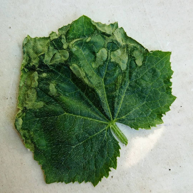 Причини гниття кабачків та способи їх усунення для здорового росту рослин.