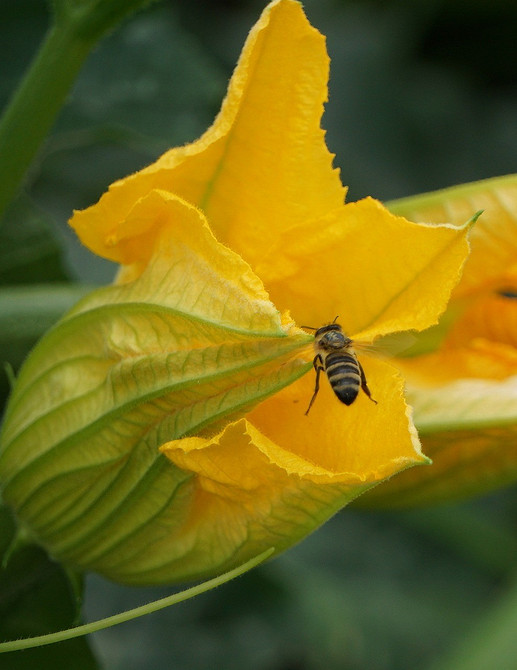 Гниття кабачків: причини та способи боротьби з хворобами рослин