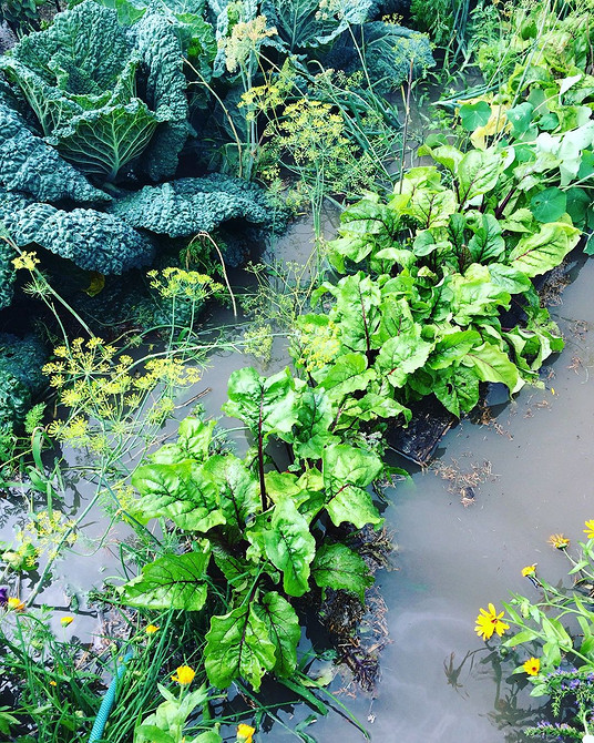 Як врятувати урожай кабачків 2026: методи боротьби з гниттям та хворобами