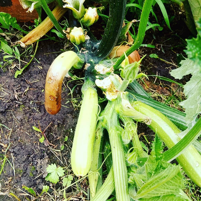 Кабачки для маленького городу: вибір сортів та захист від гнилі.