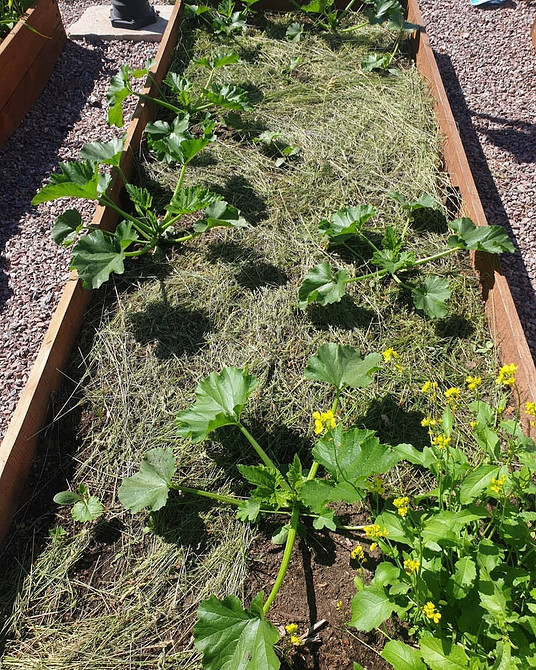 Хворий кабачок: ознаки гниття та ефективні методи лікування у відкритому грунті.