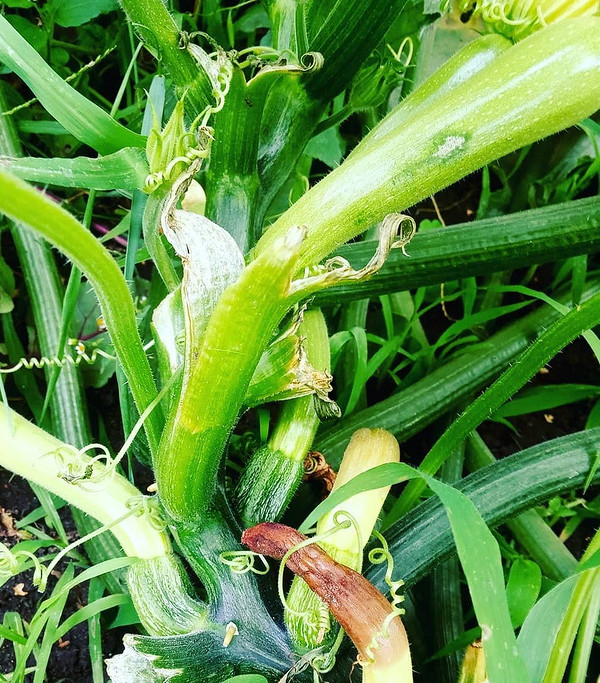 Гниття кабачків: уражені плоди на городі, хвороби кабачків.