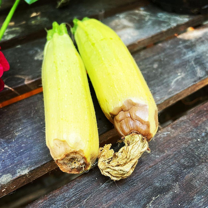 Кабачки 2026: поради щодо вирощування, захисту від гниття та заморозків