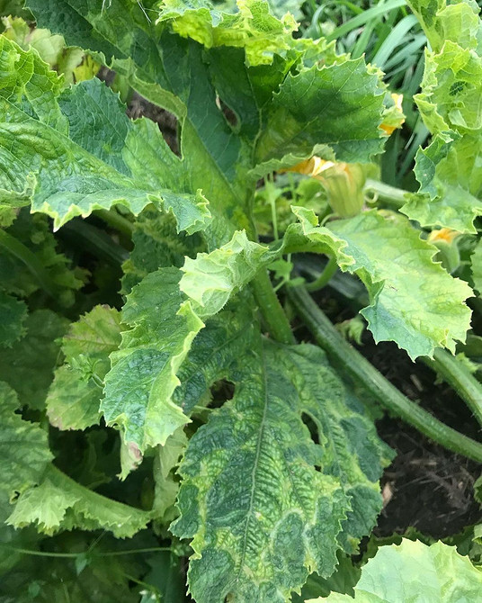 Чому гниють кабачки? Рішення для щедрого врожаю органічних кабачків.