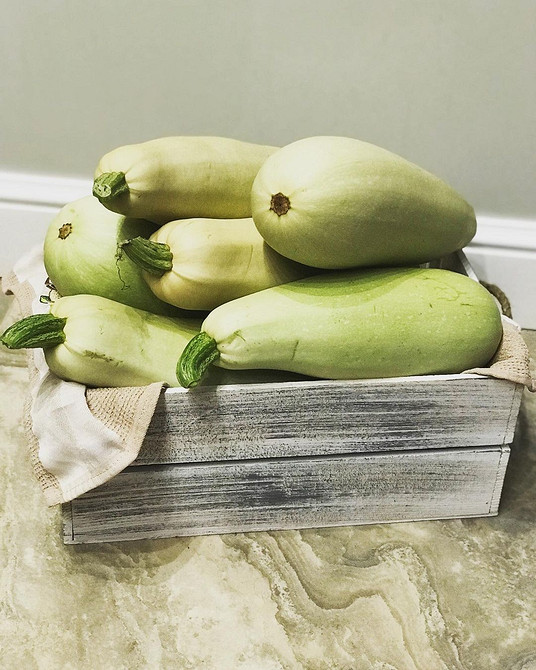 Фотографія хворих кабачків: розпізнавання ознак гниття для захисту вашого врожаю.