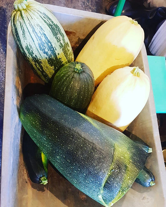 Кабачки уражені гниллю: як врятувати врожай та запобігти поширенню хвороби.