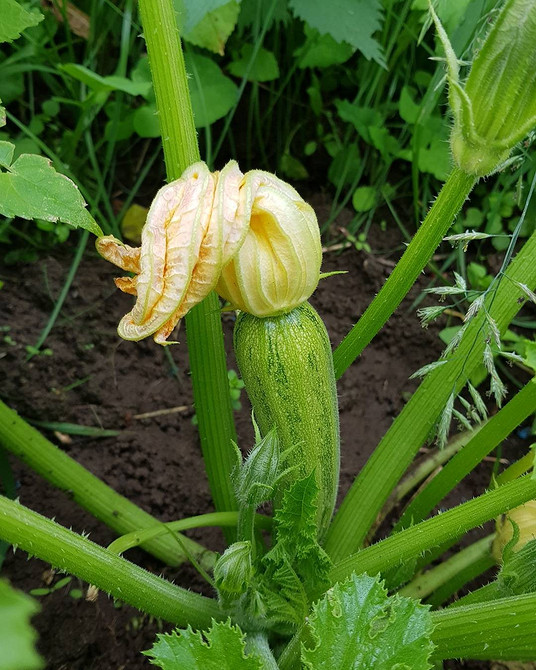 Зіпсований кабачок: гниття плодів через неправильний догляд.
