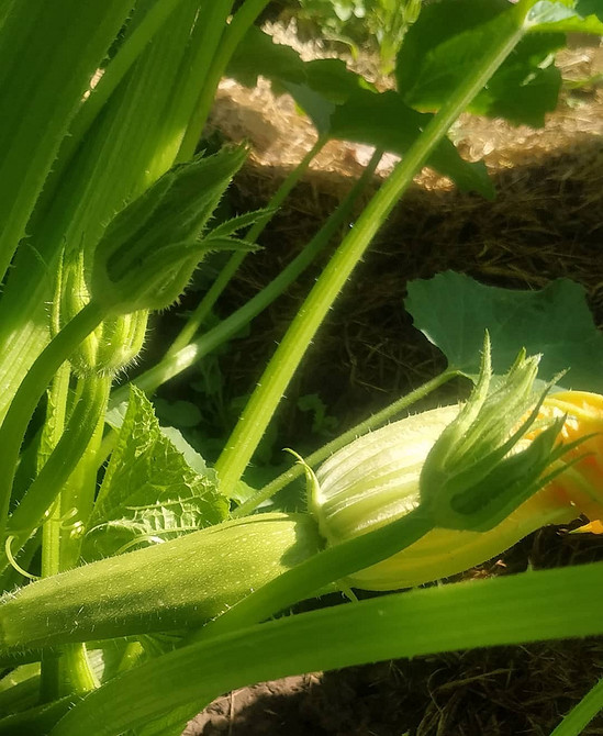 Гниючий кабачок: що робити, щоб врятувати інші плоди та рослини.