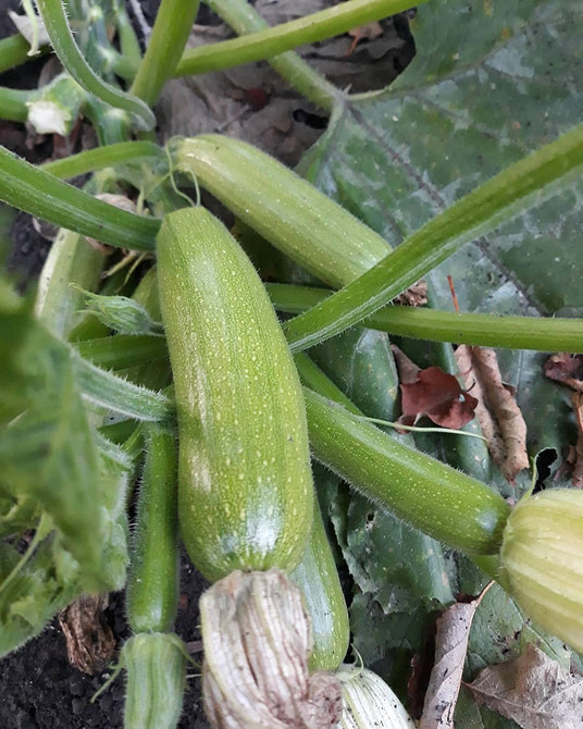 Уражені гниллю кабачки на городі: як розпізнати та запобігти хворобі.