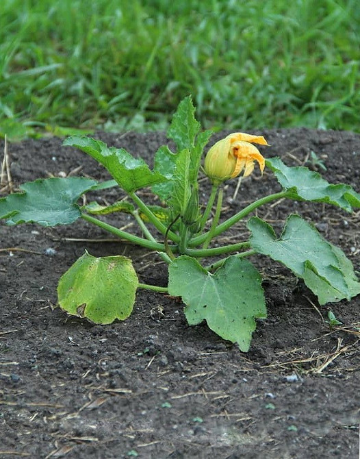 Як врятувати кабачки від гниття: поради та рекомендації для органічного вирощування.