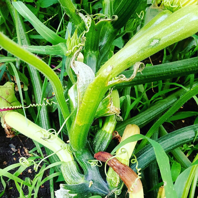 Хворі кабачки: гниття плодів у відкритому ґрунті, методи боротьби.