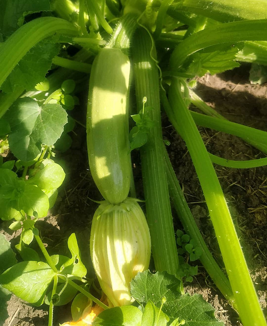 Профілактика гниття кабачків: правильний догляд і захист від хвороб